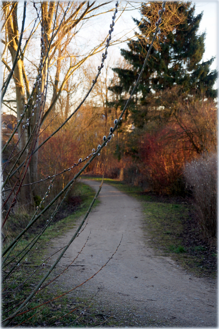 Weidenkätzchen am Weg