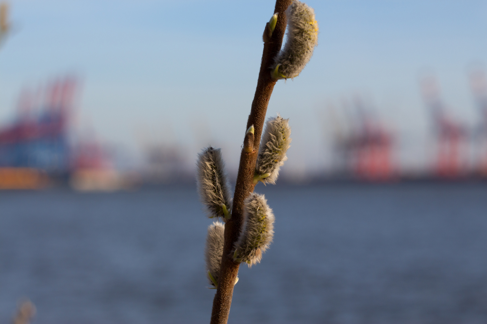 Weidenkätzchen an der Elbe