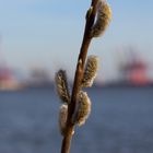 Weidenkätzchen an der Elbe