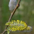 Weidenkätzchen begrüßen den Frühling