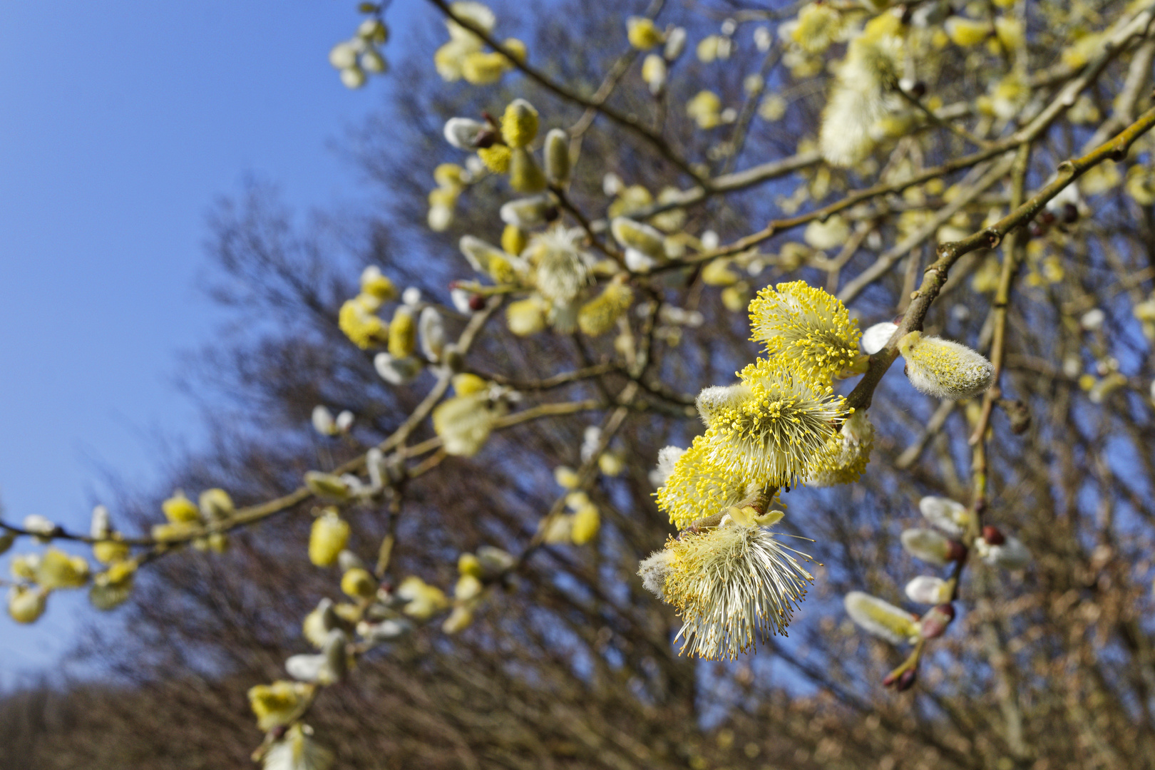 Weidenkätzchen-Blüten