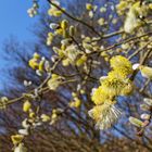 Weidenkätzchen-Blüten