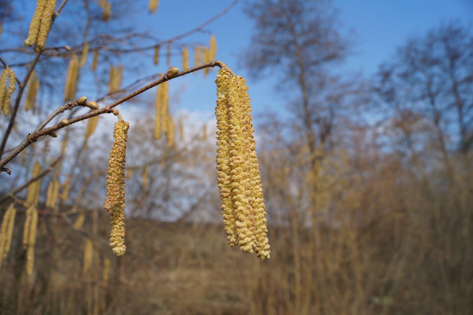 Weidenkätzchen