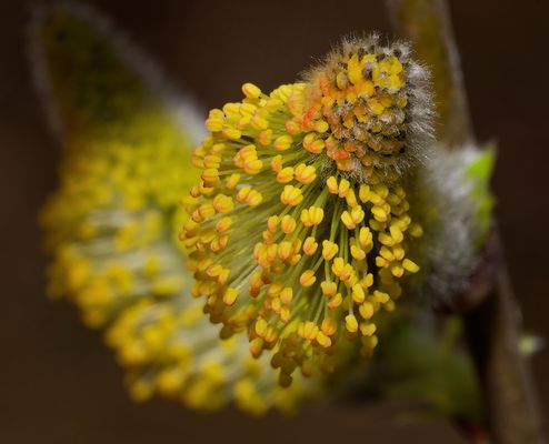 WEIDENKÄTZCHEN - EIN SYMBOL DES FRÜHLINGS