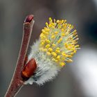 Weidenkätzchen, fein und zart! - La douceur du printemps: Chaton de saule! 