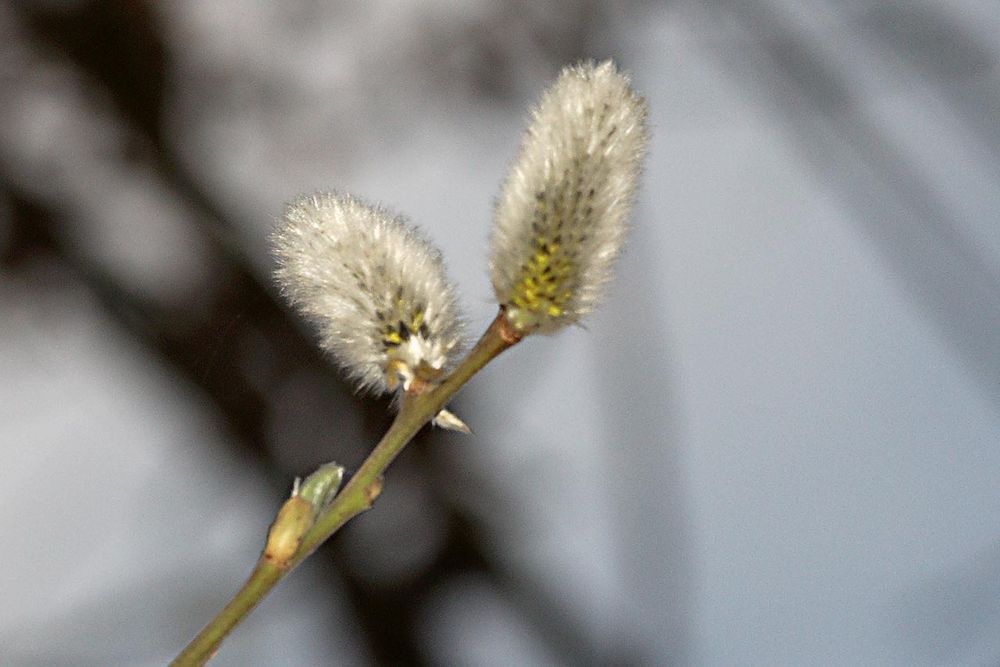 Weidenkätzchen im 2013er Frühling