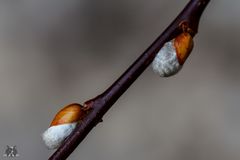 Weidenkätzchen im Dezember