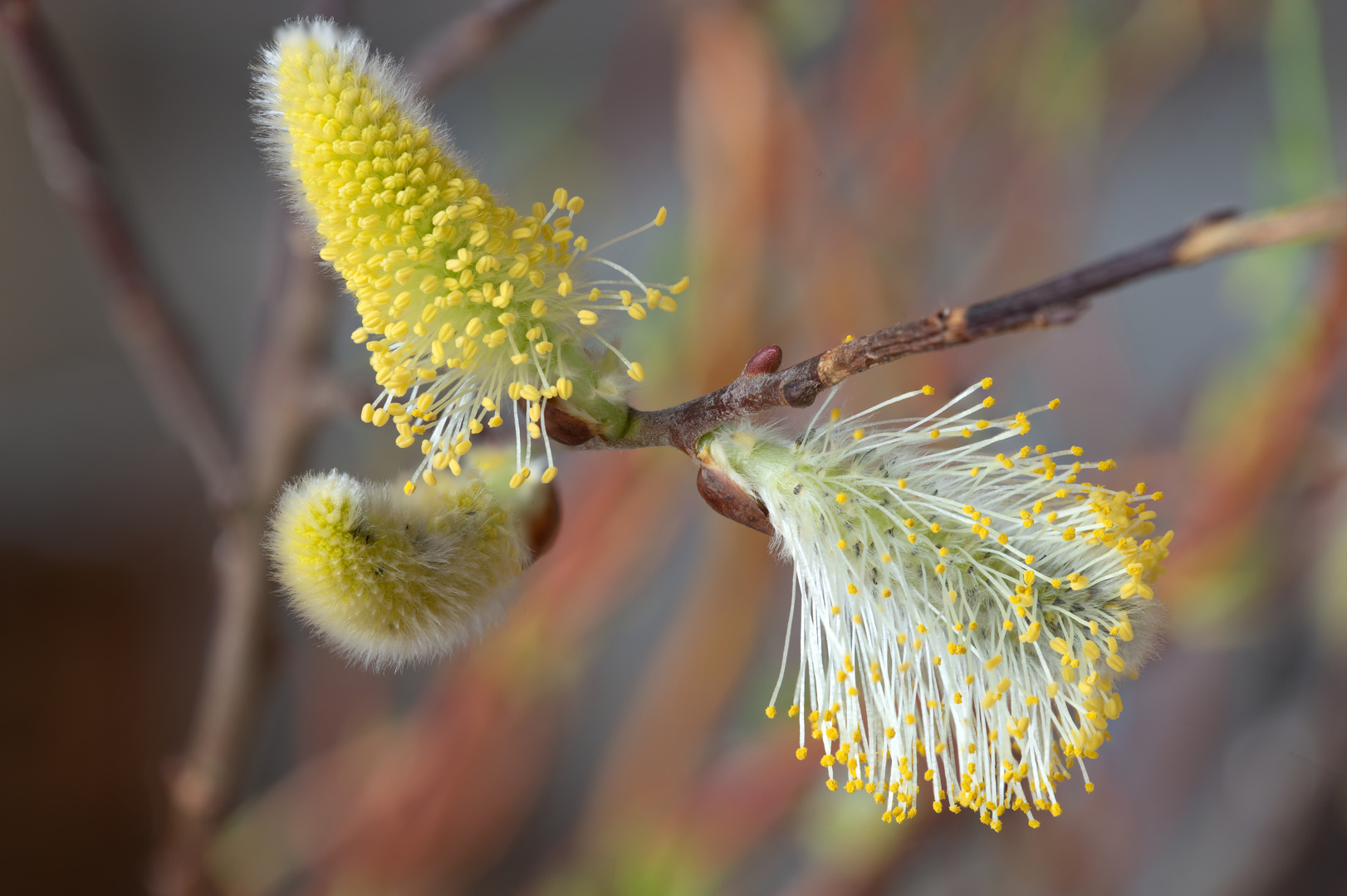 Weidenkätzchen im Frühjahr 2020 Foto & Bild frühling, 15.03.2020