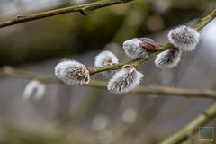 Weidenkätzchen im Frühling