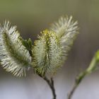 Weidenkätzchen im Frühling