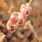 Weidenkätzchen im Garten