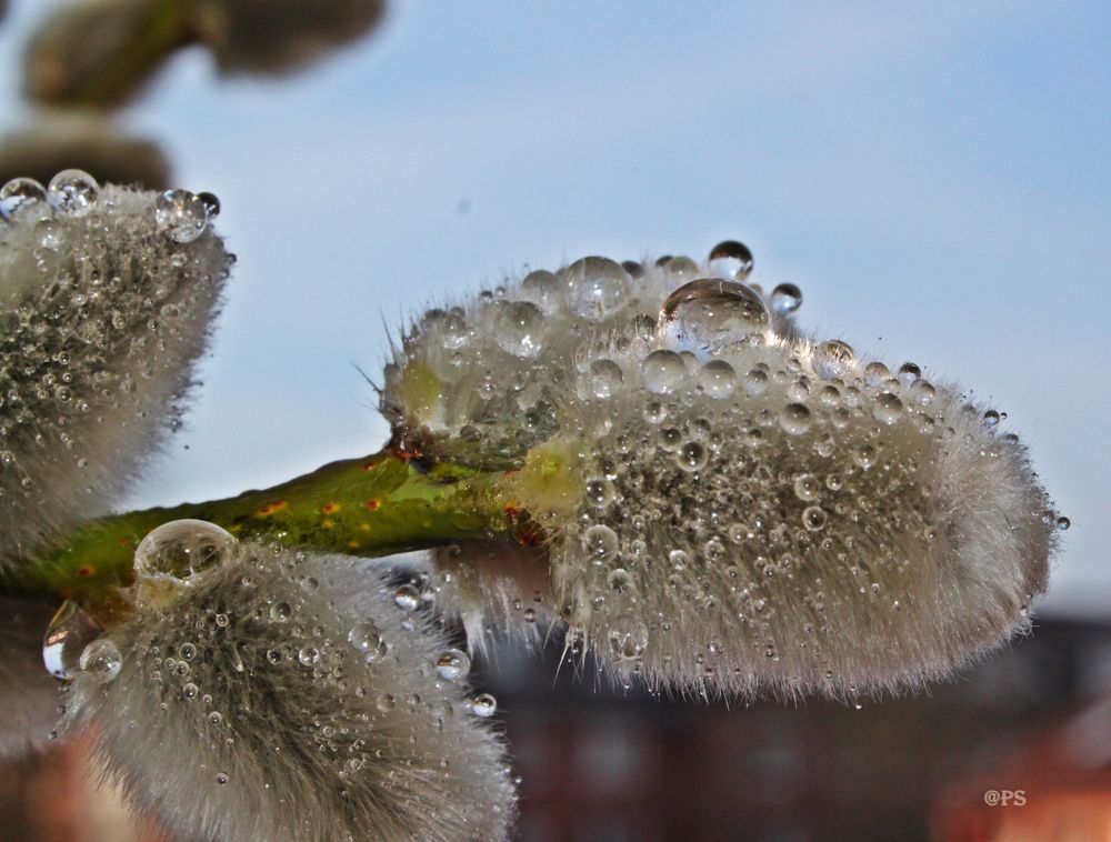 weidenkätzchen im regen