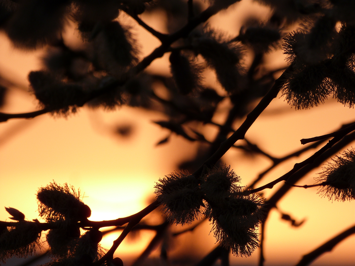 Weidenkätzchen im Sonnenuntergang
