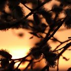 Weidenkätzchen im Sonnenuntergang