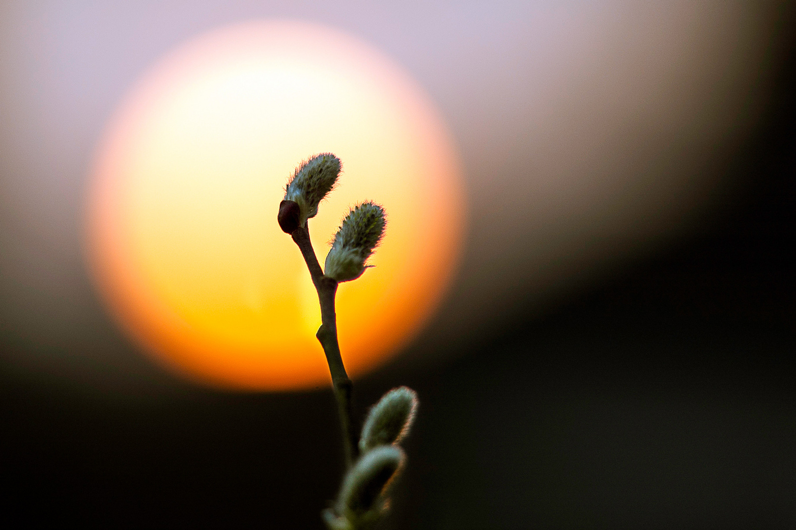 Weidenkätzchen im Sonnenuntergang