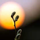 Weidenkätzchen im Sonnenuntergang