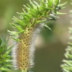 Weidenkätzchen im Wandel