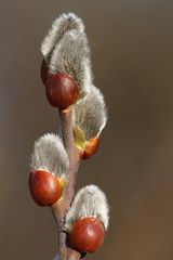 Weidenkätzchen im Winter