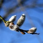 Weidenkätzchen in den ersten Sonnenstrahlen