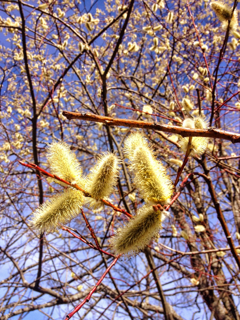 Weidenkätzchen in der Blüte