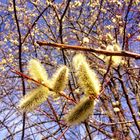 Weidenkätzchen in der Blüte