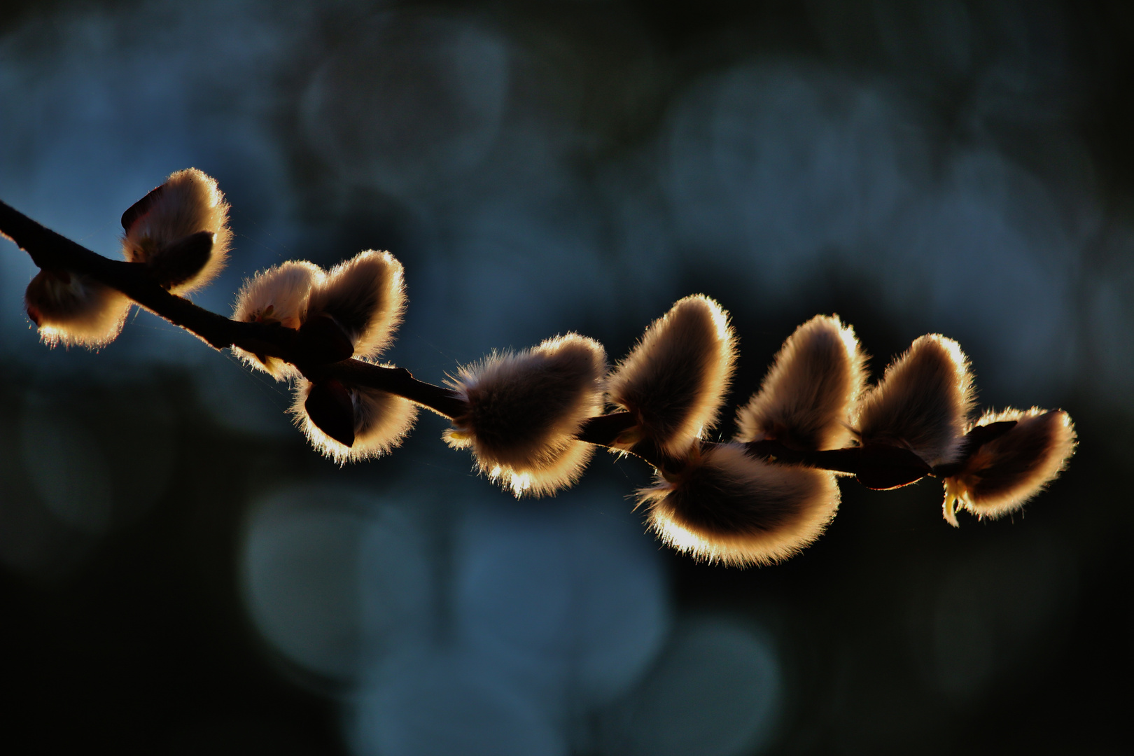 WEIDENKÄTZCHEN in der MORGENSONNE