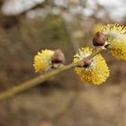 Weidenkätzchen in voller Blüte