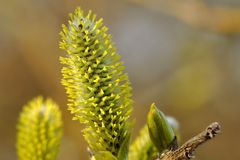 Weidenkätzchen in voller Blüte