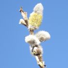 Weidenkätzchen kurz vor der Blüte