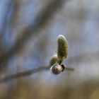 Weidenkätzchen mit kleinem Nestflüchter 