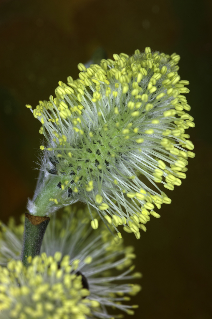 Weidenkätzchen mit Pollen