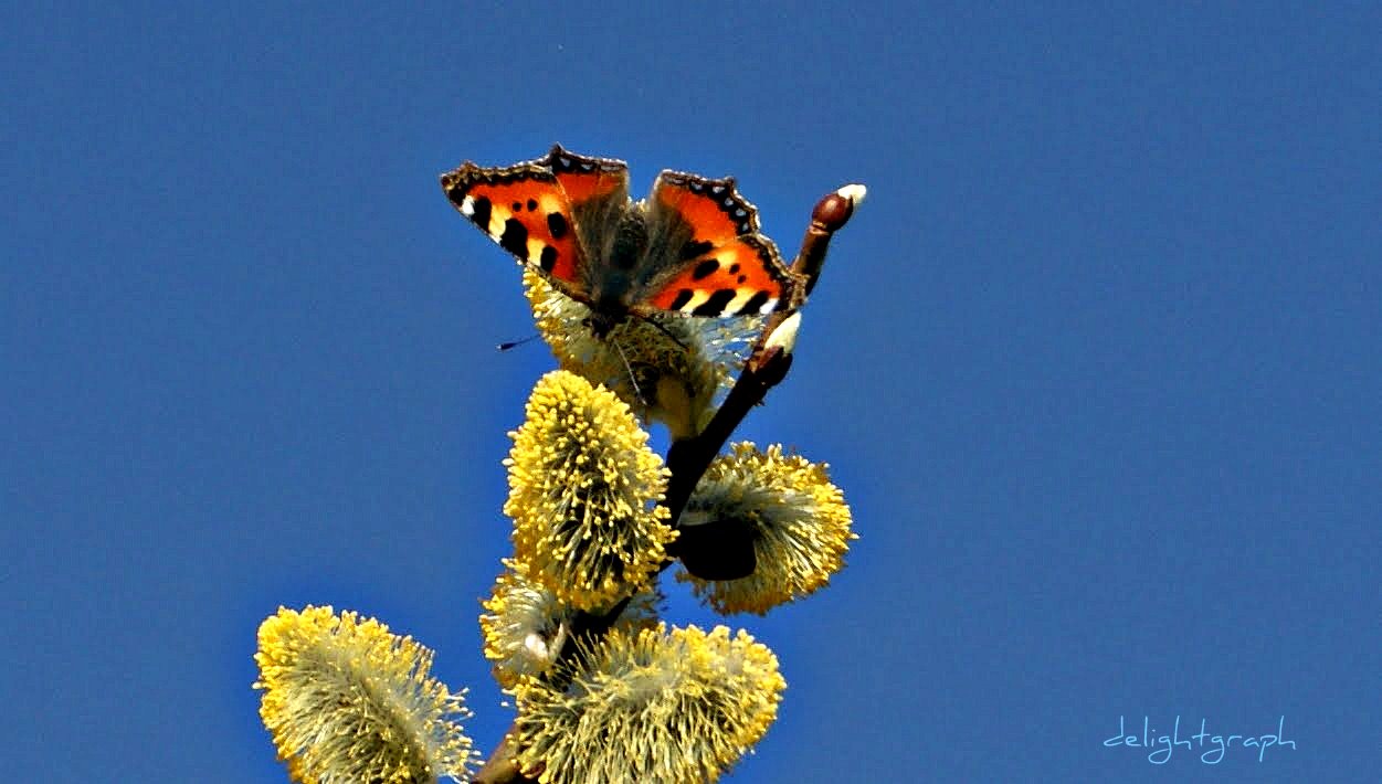 Weidenkätzchen mit Schmetterling (kleiner Fuchs)