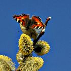 Weidenkätzchen mit Schmetterling (kleiner Fuchs)