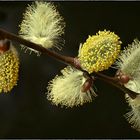 Weidenkätzchen - Nahrung für die Bienen