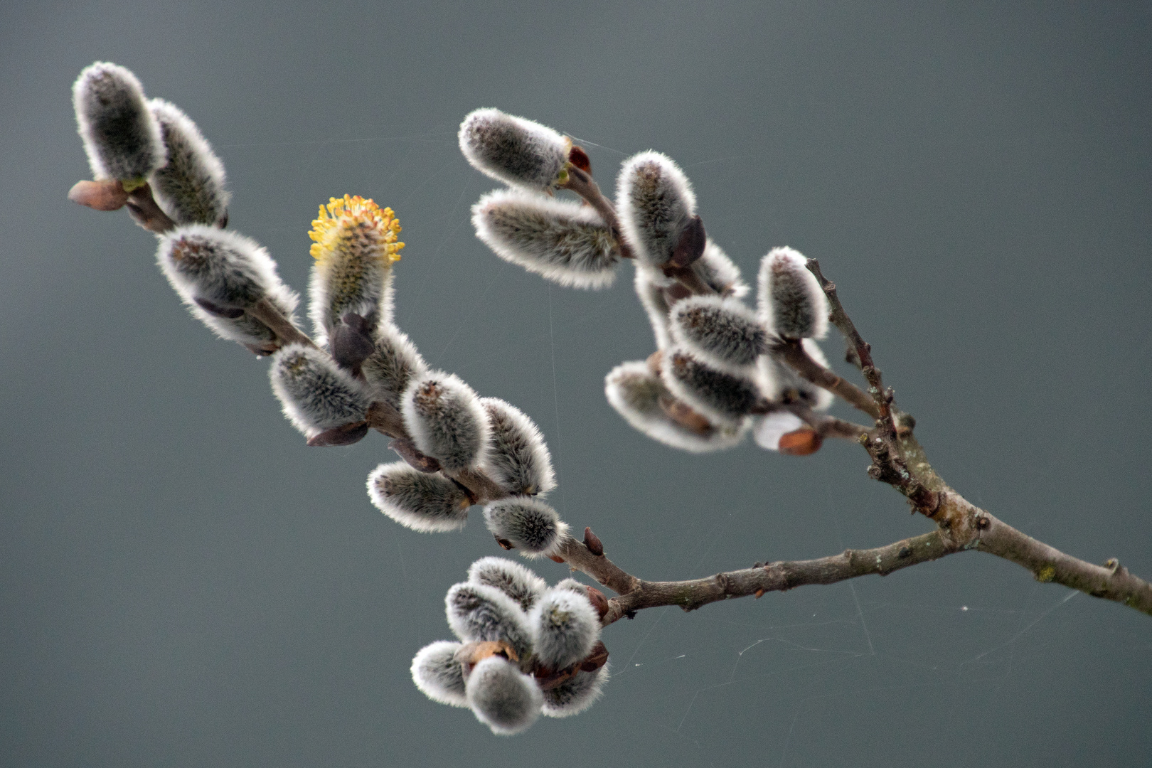 Weidenkätzchen, SalWeide, Frühjahrsbote Foto & Bild outdoor, makro