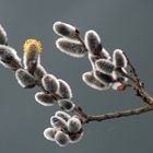 Weidenkätzchen, Sal-Weide, Frühjahrsbote