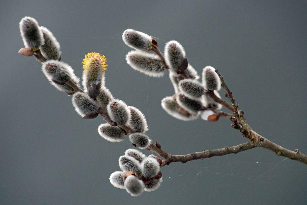 Weidenkätzchen, Sal-Weide, Frühjahrsbote