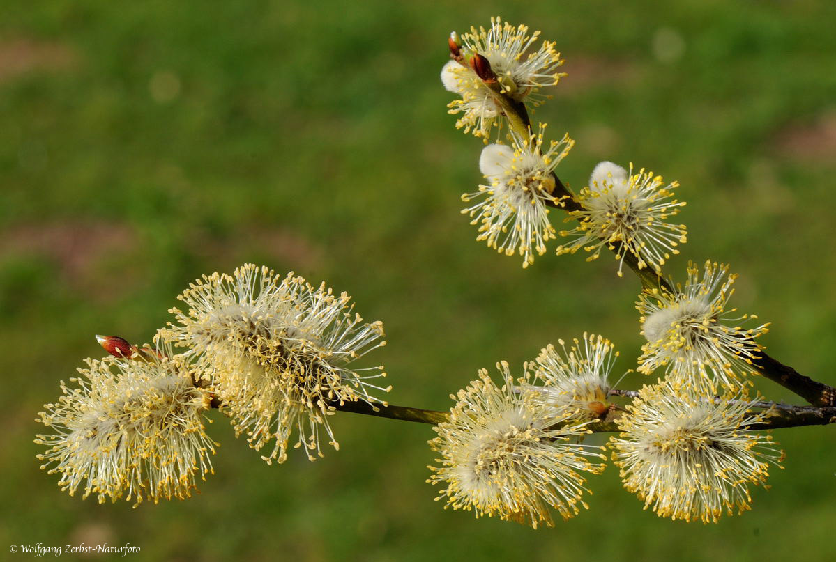 --- Weidenkätzchen ---Salix caprea )