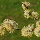 --- Weidenkätzchen ---Salix caprea )