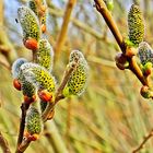 Weidenkätzchen (Salix spec.)