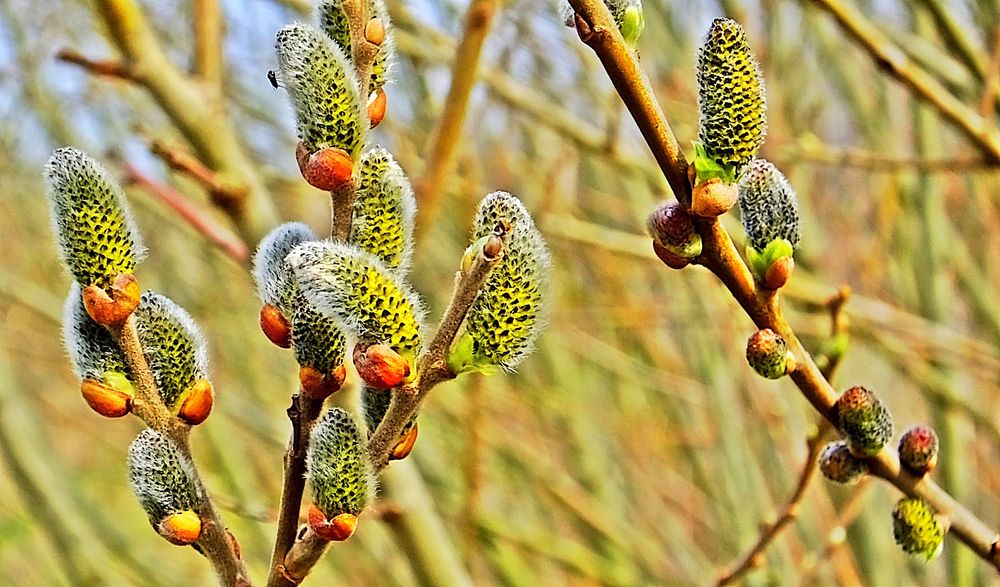 Weidenkätzchen (Salix spec.)