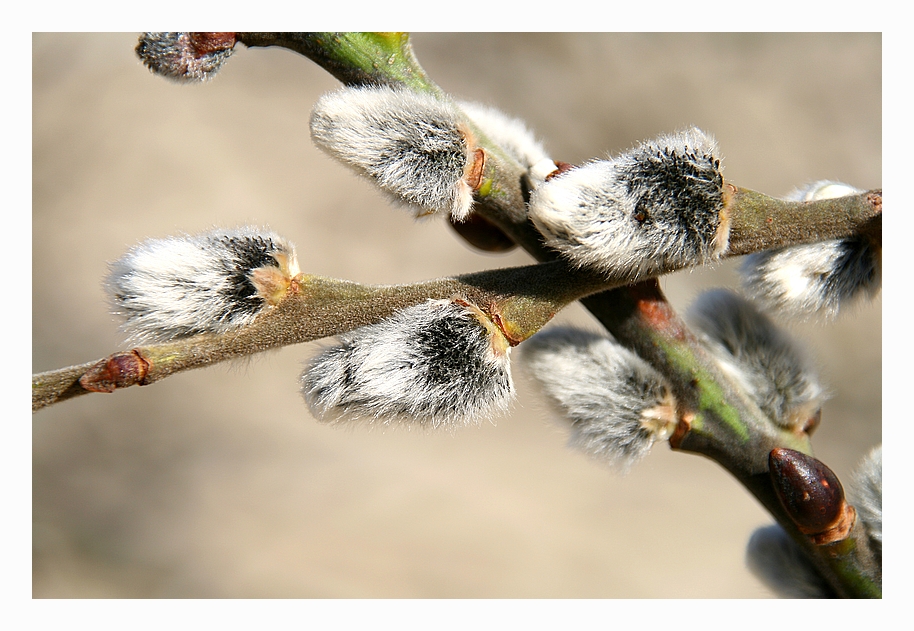 Weidenkätzchen (Salix spec.)