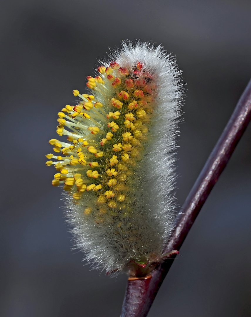 Weidenkätzchen sind Frühlingsboten! - Chaton de saule: le printemps est devant la porte...