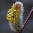 Weidenkätzchen sind Frühlingsboten! - Chaton de saule: le printemps est devant la porte...