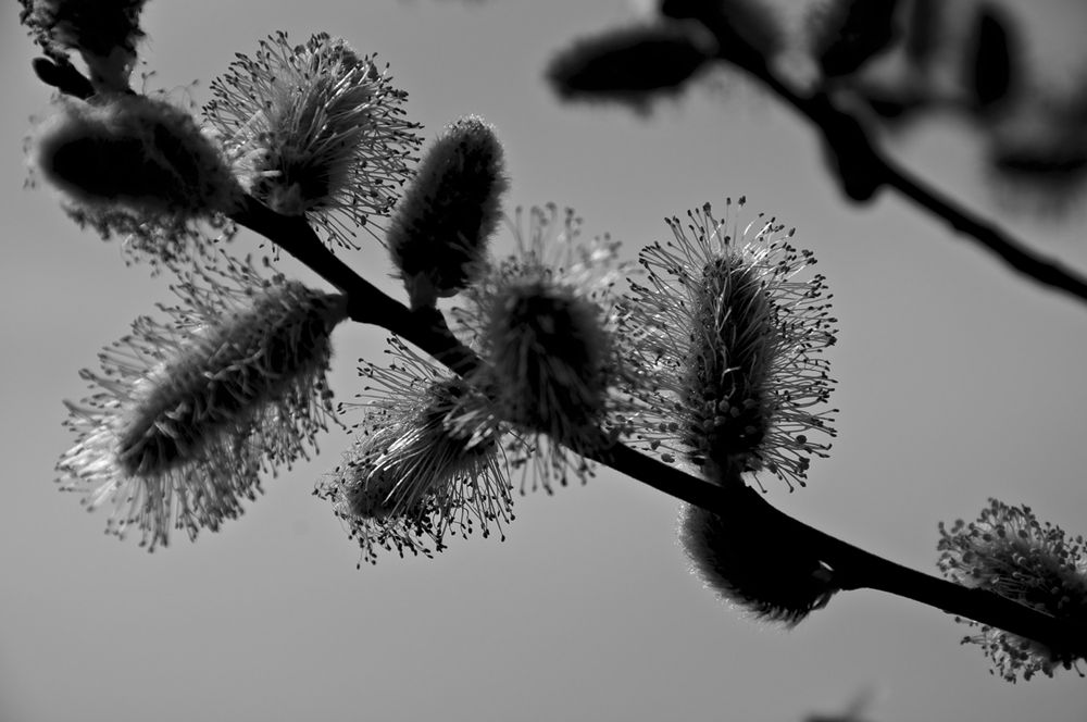 Weidenkätzchen sw