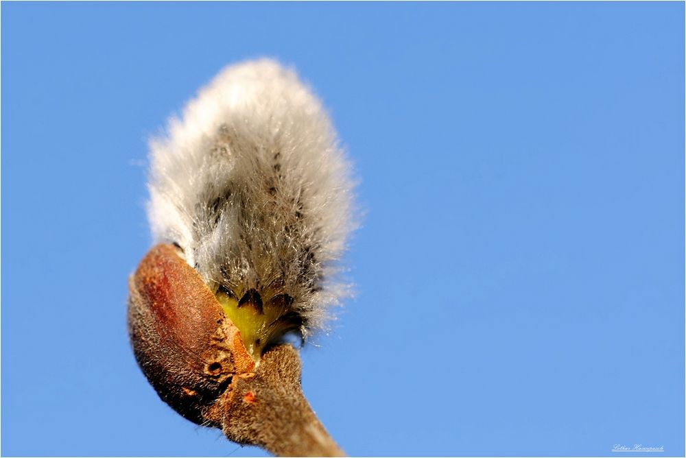 Weidenkätzchen unter blauem Himmel