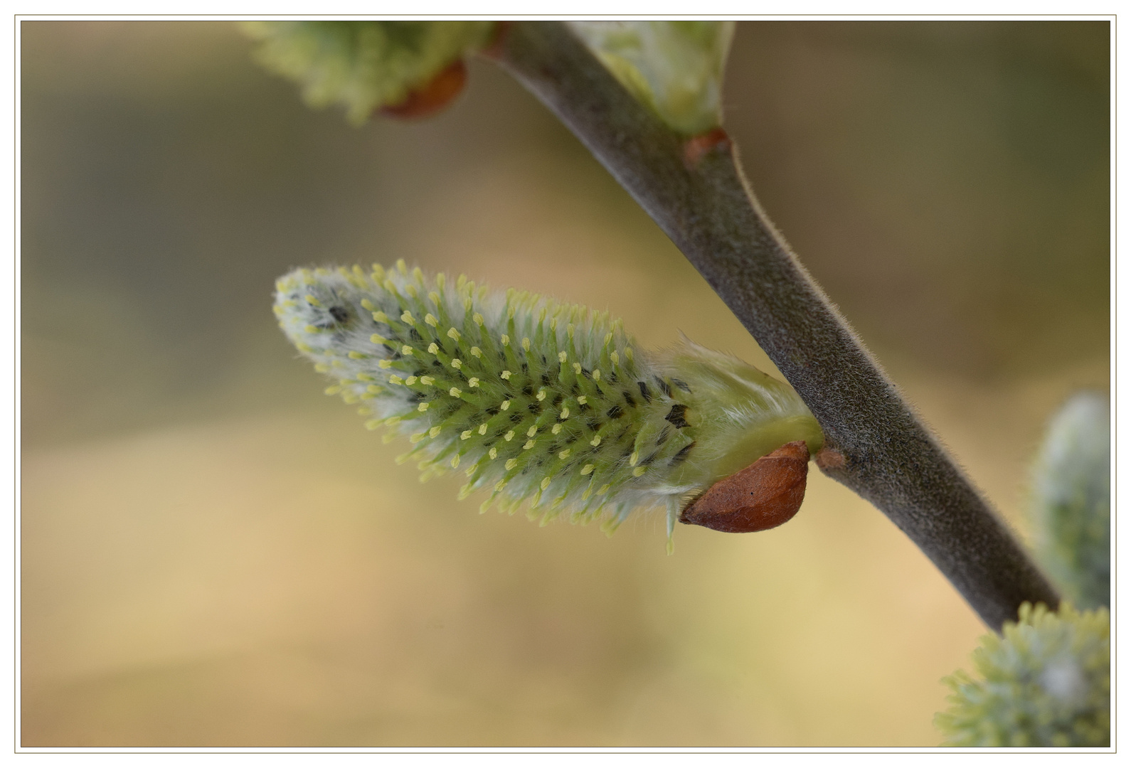 Weidenkätzchen - weibliche Blüten