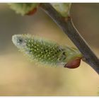 Weidenkätzchen - weibliche Blüten