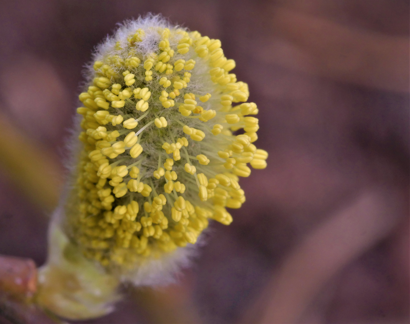 Weidenkätzchenblüte