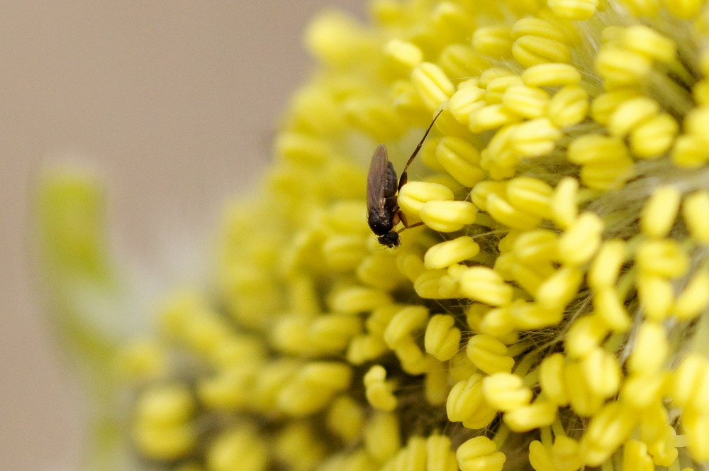 Weidenkätzchenblüte mit Bewohner